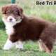 ***Top Australian Shepherd Welpen***